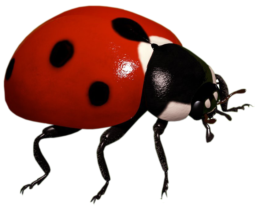 Ladybird Insect Clip Art Ladybug Png Download Free Transparent Insect Png Download