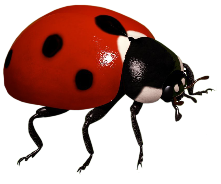 Ladybird Insect Clip Art Ladybug Png Download 850707 Free