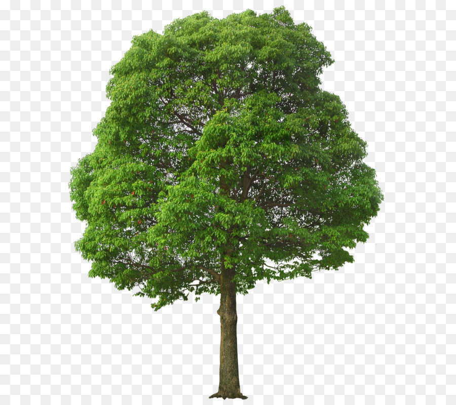Tree Clip art - Large Green Tree PNG Picture png download - 841*1032 - Free Transparent Populus Nigra png Download.