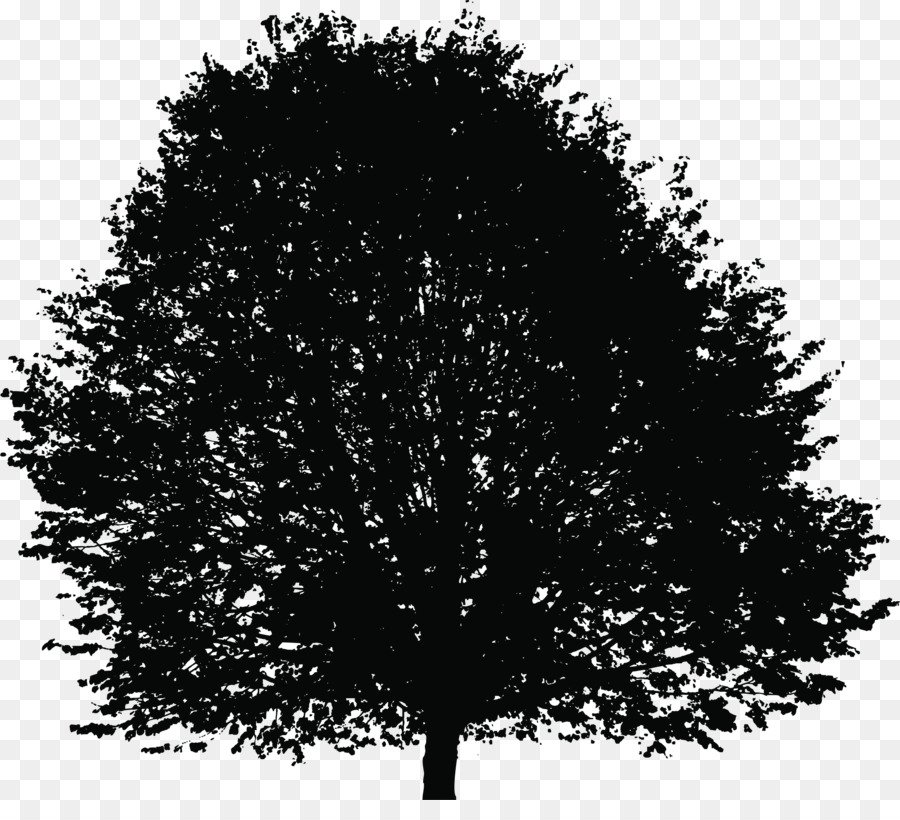 Branch Tree Silhouette Clip art - tree root png download - 2218*1972 - Free Transparent Branch png Download.