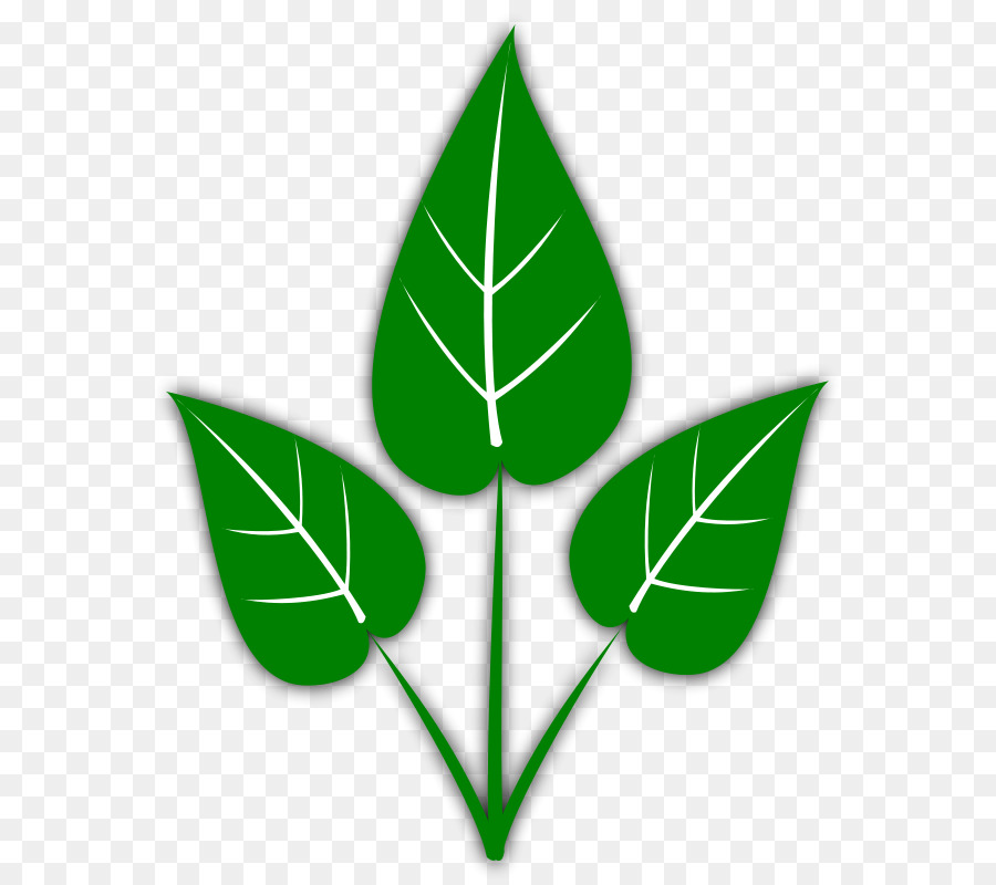 Leaf Free content Clip art - Green Leaf Clipart png download - 637*800 - Free Transparent Leaf png Download.