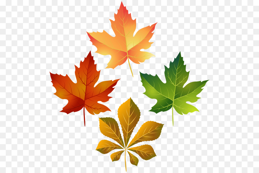 Clip art Portable Network Graphics Image Transparency Leaf - colorful fall leaves png download - 564*600 - Free Transparent Leaf png Download.