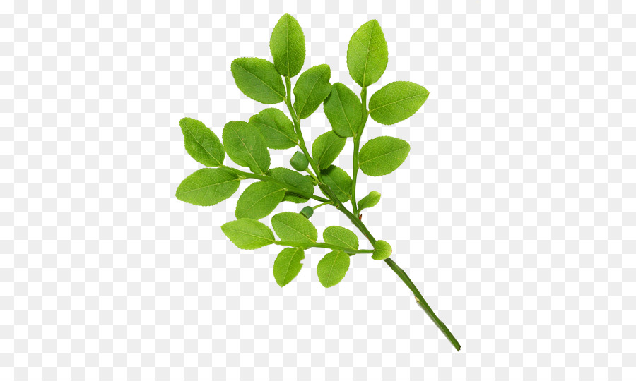 Green tea Leaf Tree - Real Leaves png download - 500*522 - Free Transparent Tea png Download.