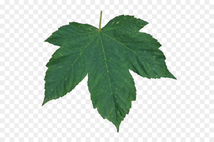 Image resolution Leaf Layers - Green leaf PNG png download - 1024*918 - Free Transparent Leaf png Download.