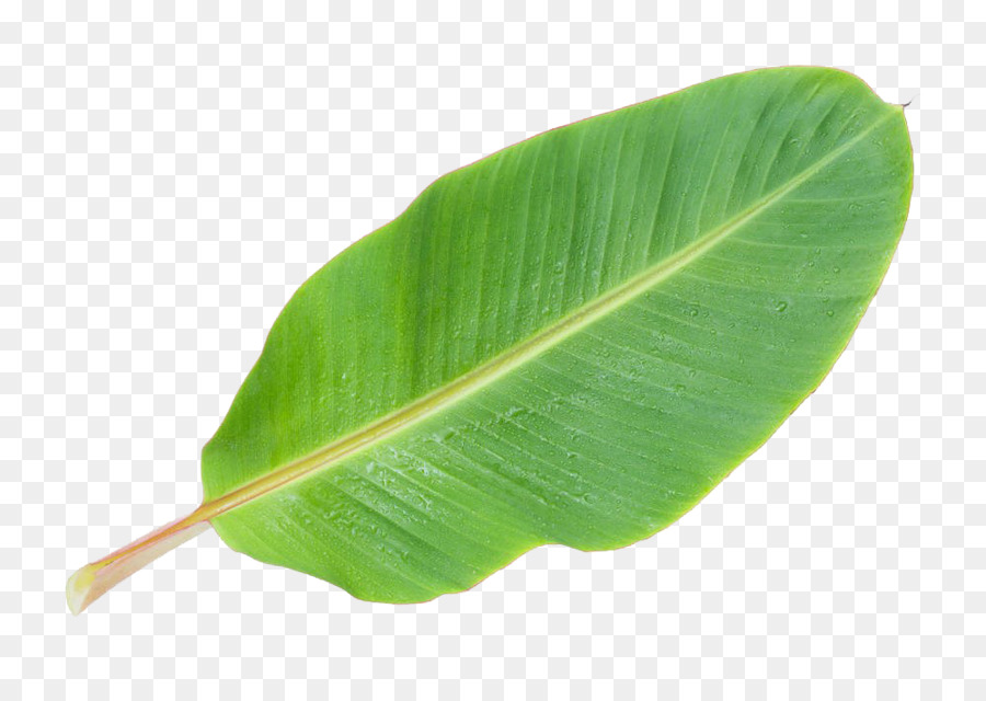 Musa basjoo Banana leaf - Banana leaf PNG picture png download - 1000*693 - Free Transparent Banana Leaf png Download.