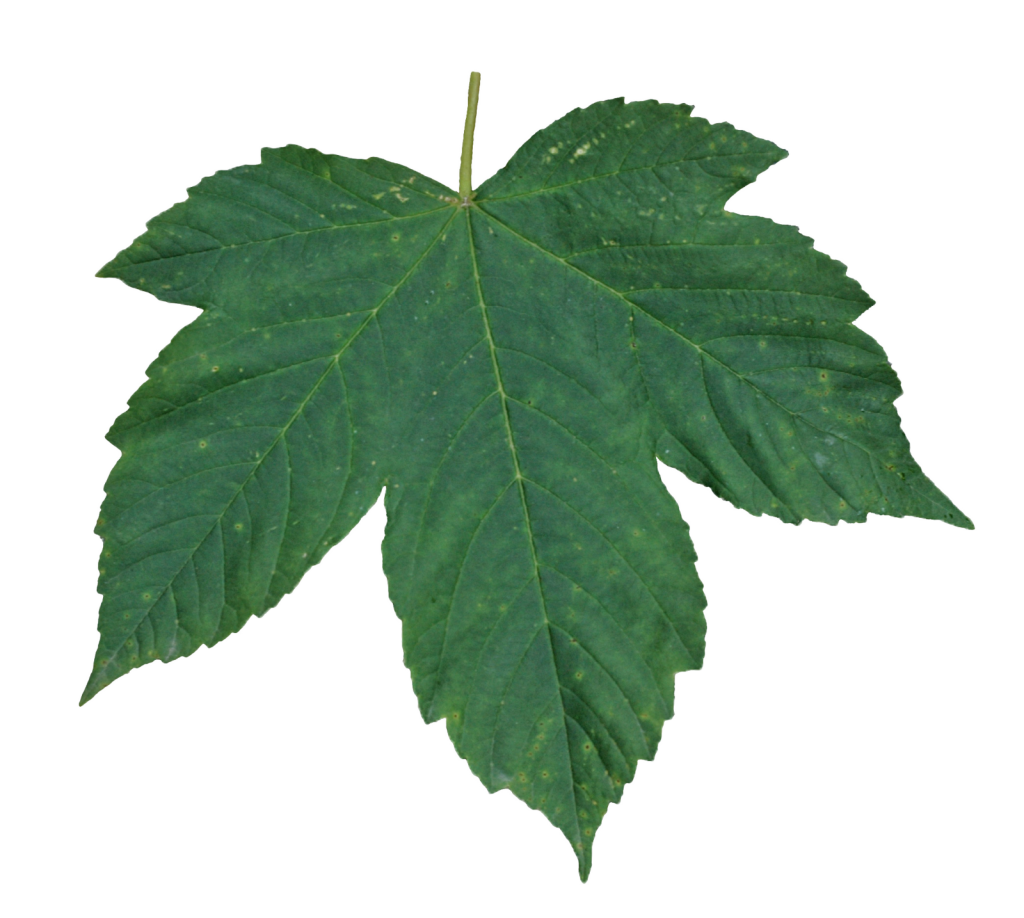 Leaf Transparency and translucency Green - green leaves png download - 1024*918 - Free Transparent Leaf png Download.