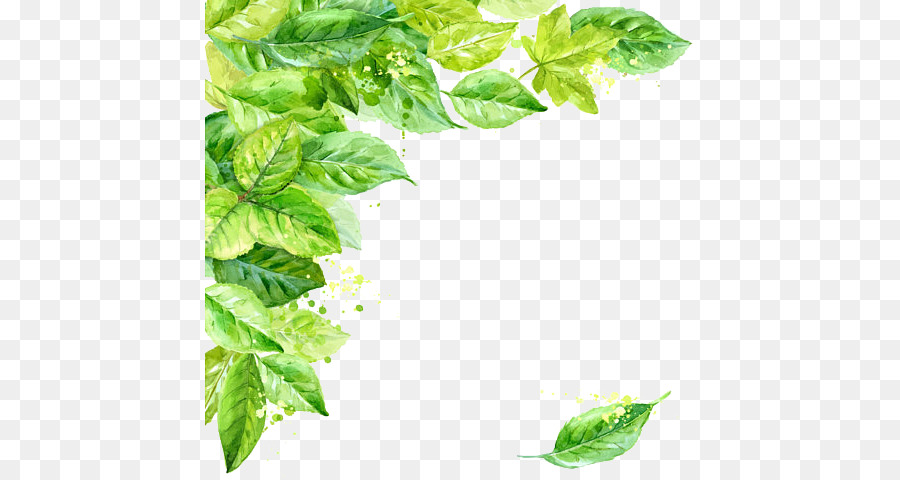 Leaf Clip art - Leaf Frame Transparent Background png download - 570*477 - Free Transparent Leaf png Download.