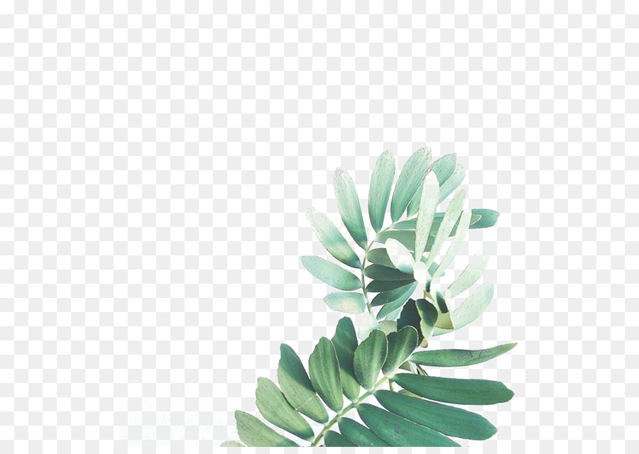 Leaf Watercolor painting Arecaceae - Watercolor Leaves png download - 564*630 - Free Transparent Green png Download.