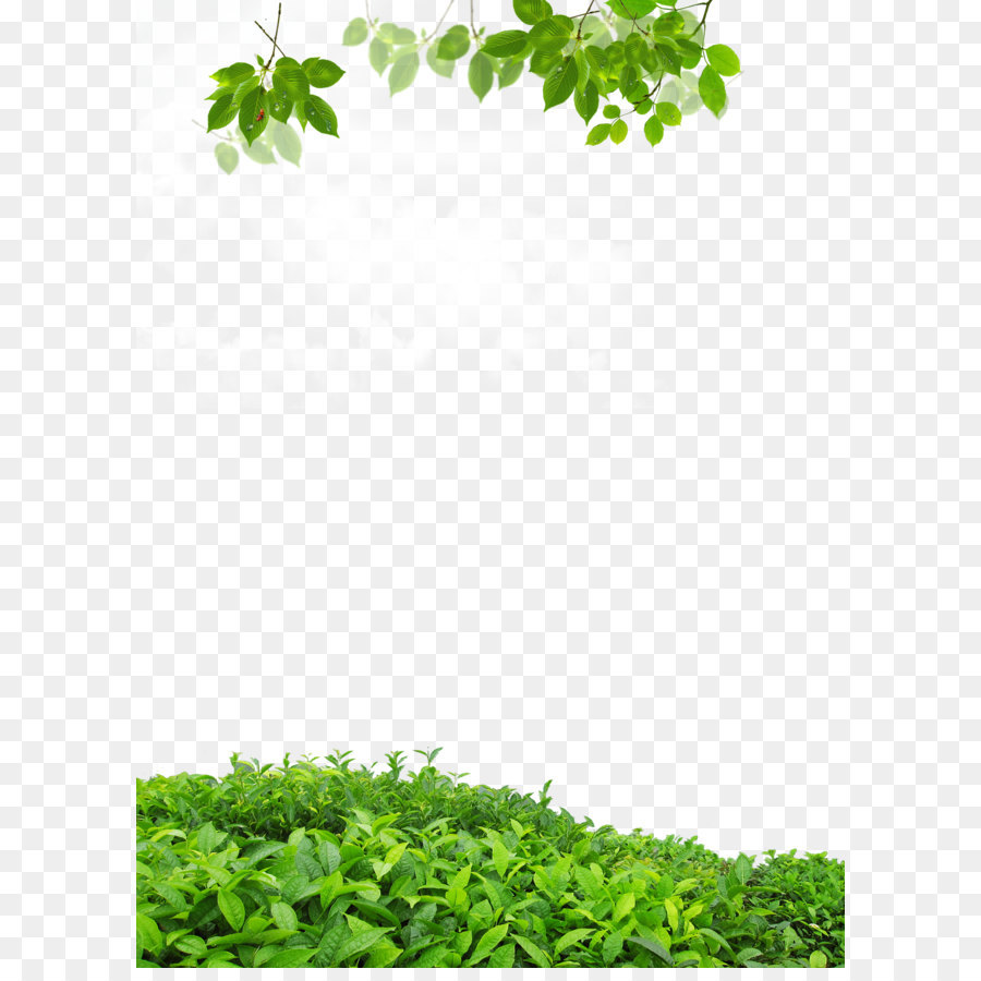 Leaf .dwg - Real leaves border background png download - 1500*2050 - Free Transparent Leaf png Download.