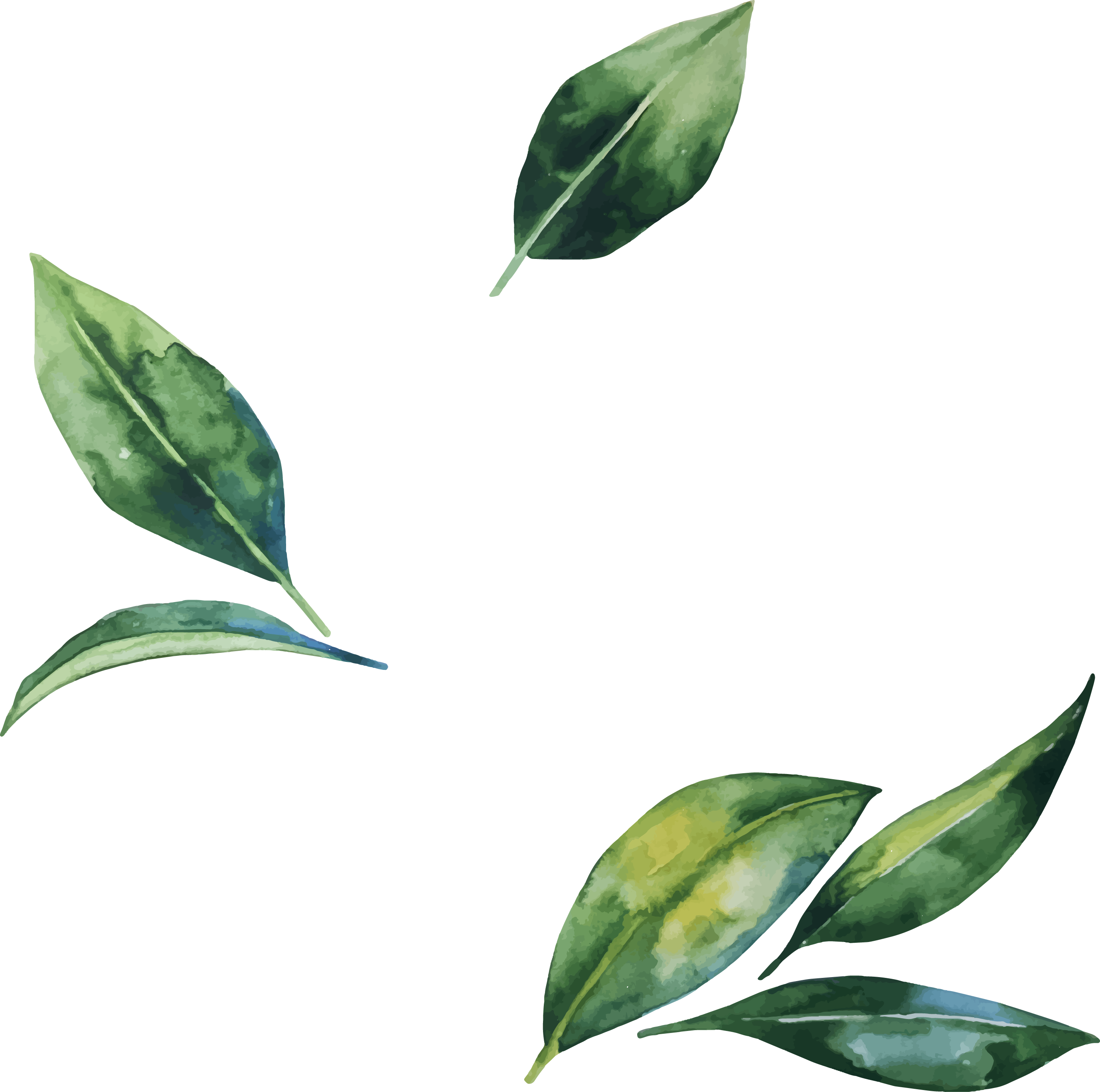 leaf illustration free download
