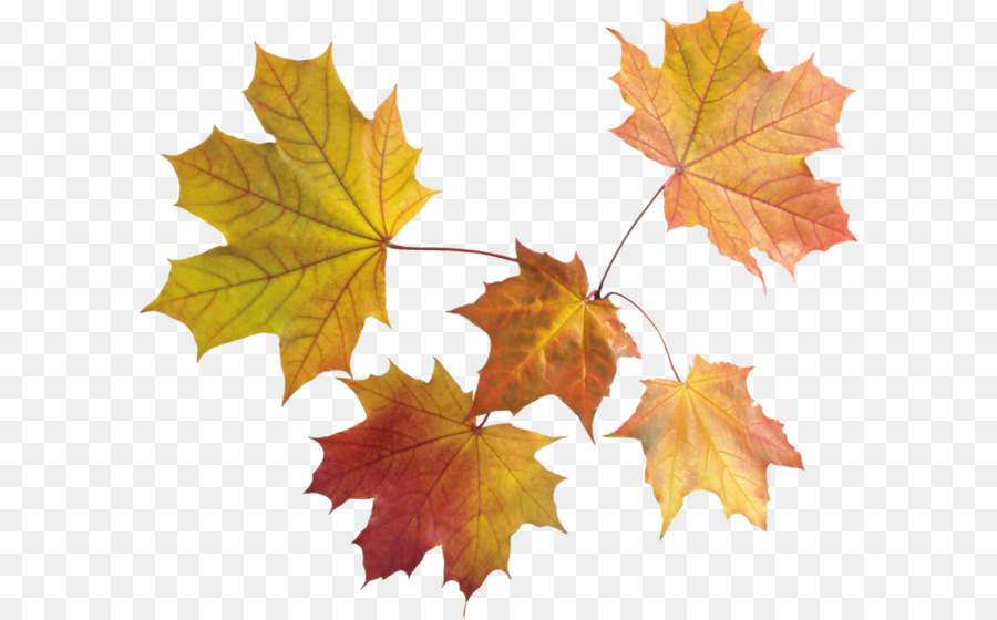 Maple leaf Autumn leaf color - autumn PNG leaves png download - 2657*2281 - Free Transparent Leaf png Download.