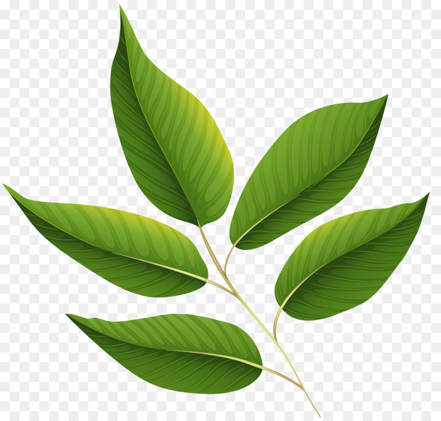 Leaf Clip art - green leaves png download - 4941*4680 - Free Transparent Leaf png Download.