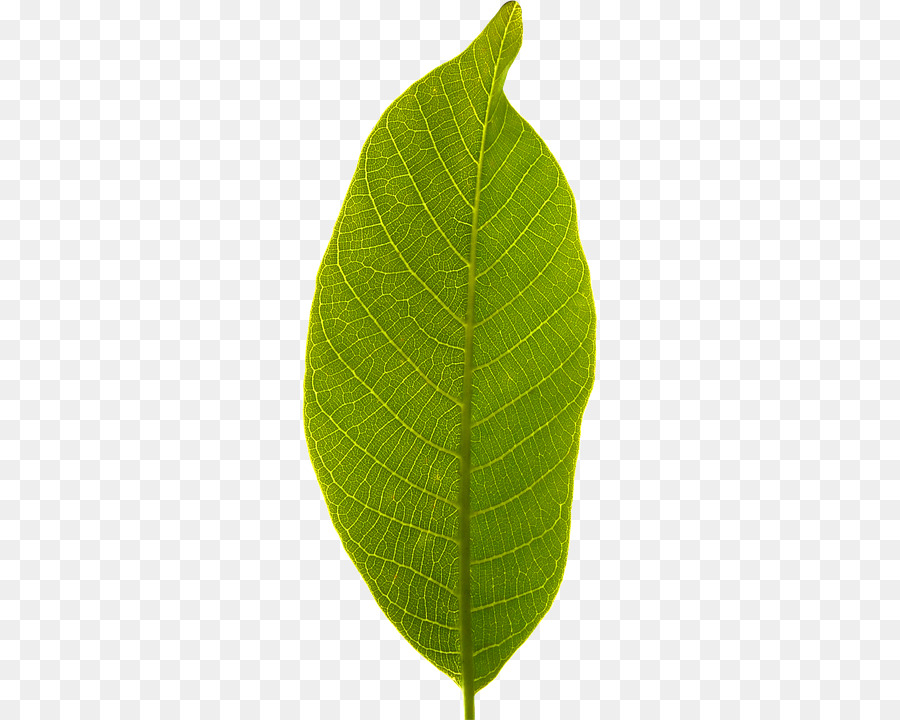 Leaf Plant stem Clip art - Leaf png download - 296*720 - Free Transparent Leaf png Download.