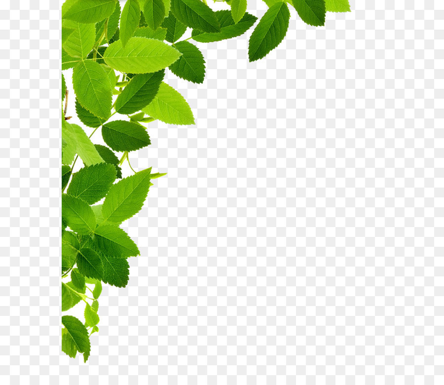 Leaf Clip art - Leaves Transparent png download - 848*1009 - Free Transparent Leaf png Download.