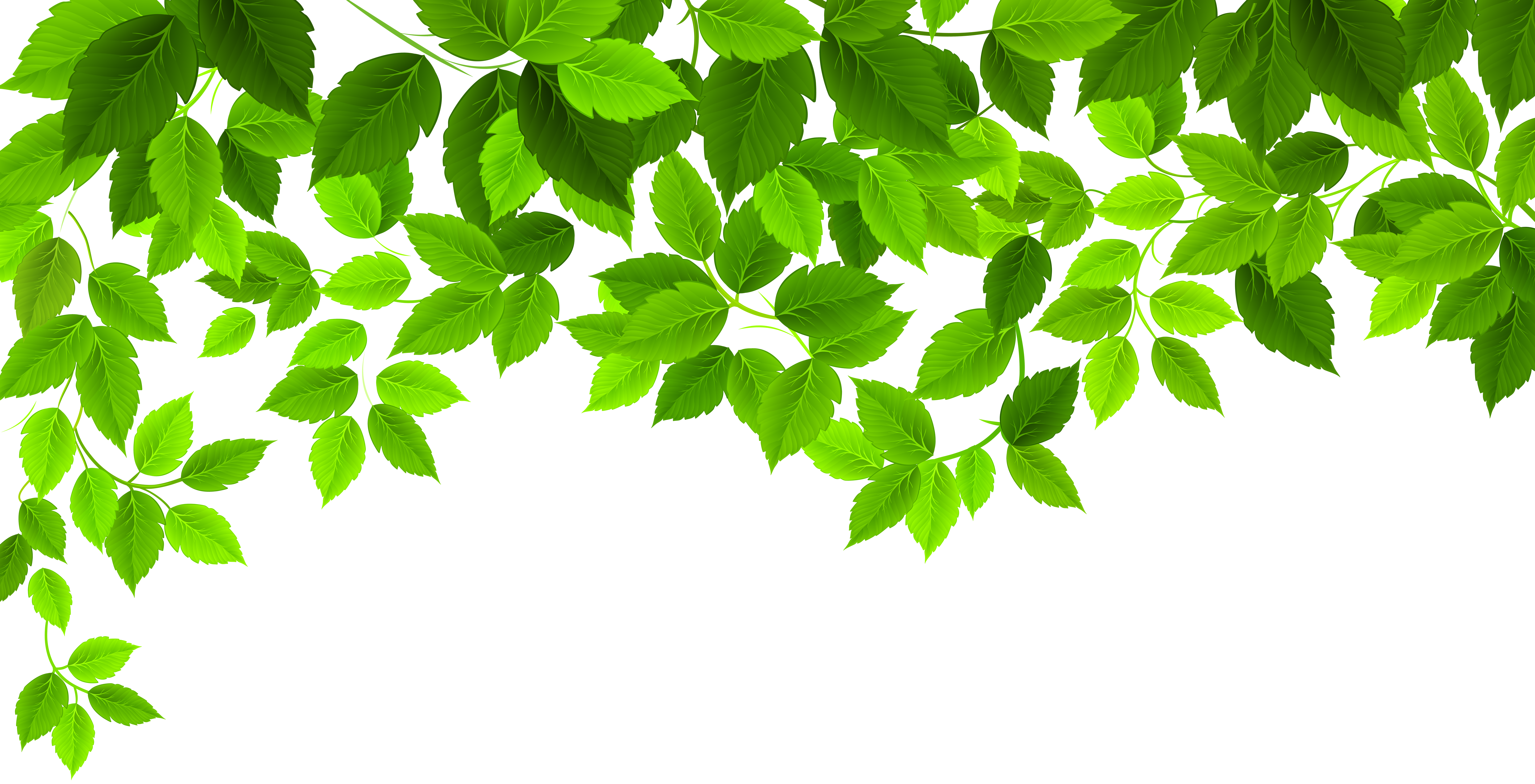 Clip art Portable Network Graphics Image Leaf Spring - Leaf png