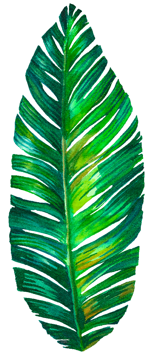 Leaf - monstera png download - 500*1165 - Free Transparent Leaf png