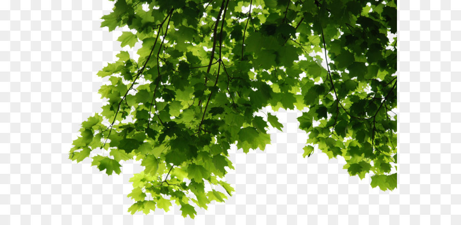 Tree Leaf - Leaves Png File png download - 1023*687 - Free Transparent Bergamot Essential Oil png Download.