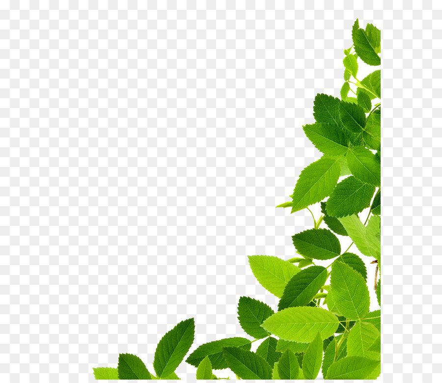 Leaf Clip art - Leaves Png Clipart png download - 848*1009 - Free Transparent Leaf png Download.