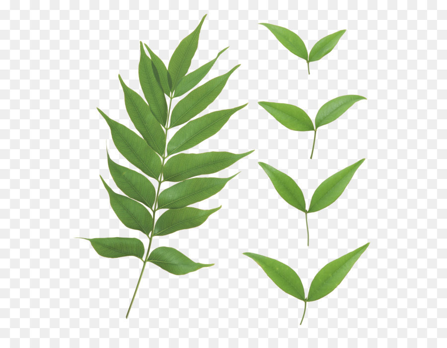 Download Plant stem Project - Green Leaf Png png download - 2686*2818 - Free Transparent Leaf png Download.