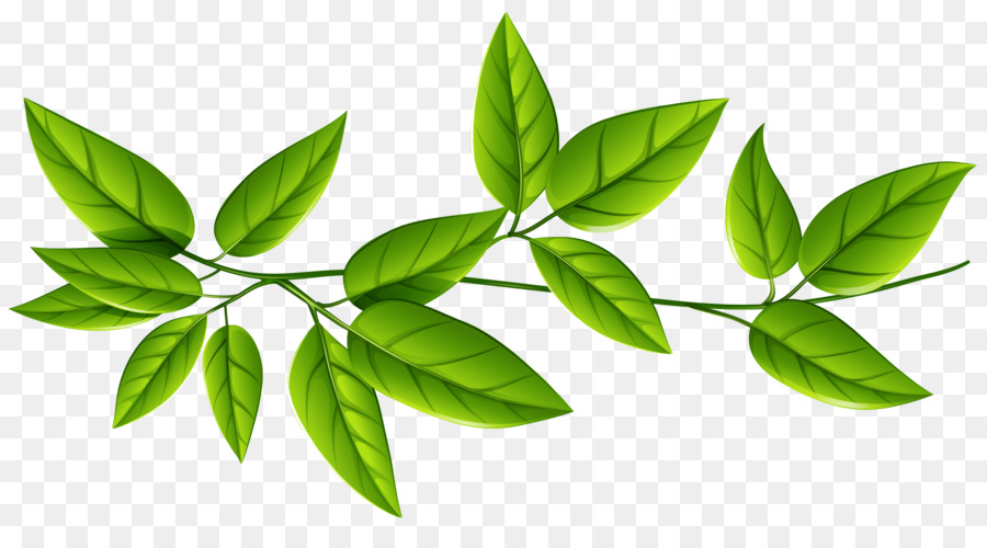 Leaf Green Clip art - green leaves png download - 5164*2760 - Free Transparent Leaf png Download.