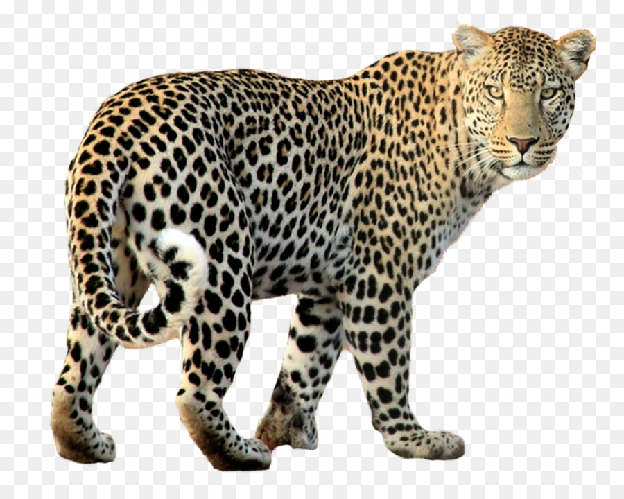 Leopard png download - 1670*1319 - Free Transparent Leopard png Download.
