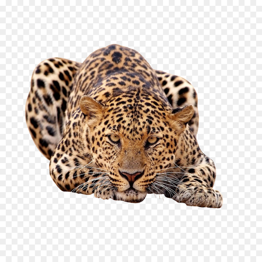 Amur leopard African leopard Felidae Tiger - leopard png download - 2953*2953 - Free Transparent Leopard png Download.