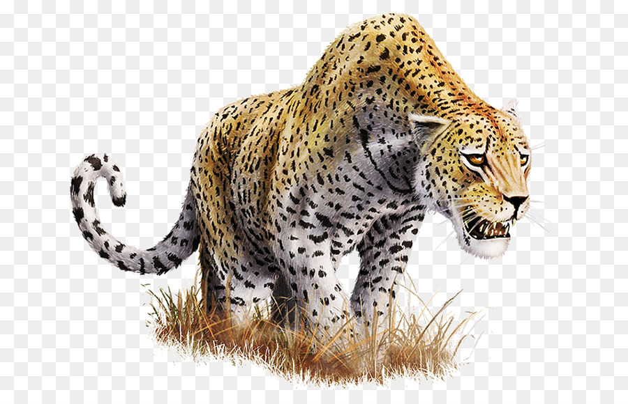 Leopard Clip art - Leopard Transparent Background png download - 730*565 - Free Transparent Leopard png Download.