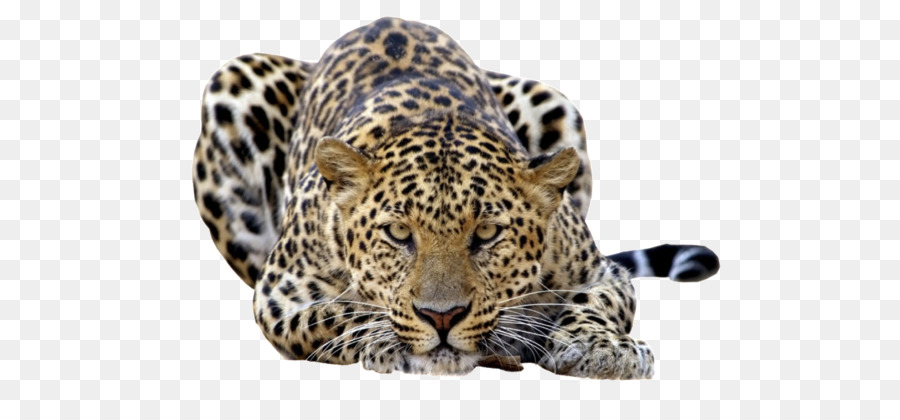 Amur leopard Javan leopard Felidae Wallpaper - Leopard PNG png download - 1024*640 - Free Transparent Leopard png Download.