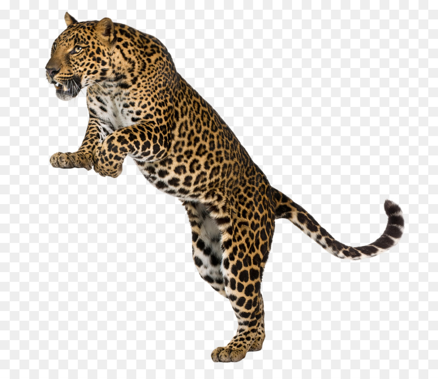 Leopard Cheetah Felidae Wall decal - Leopards png download - 800*771 - Free Transparent Leopard png Download.