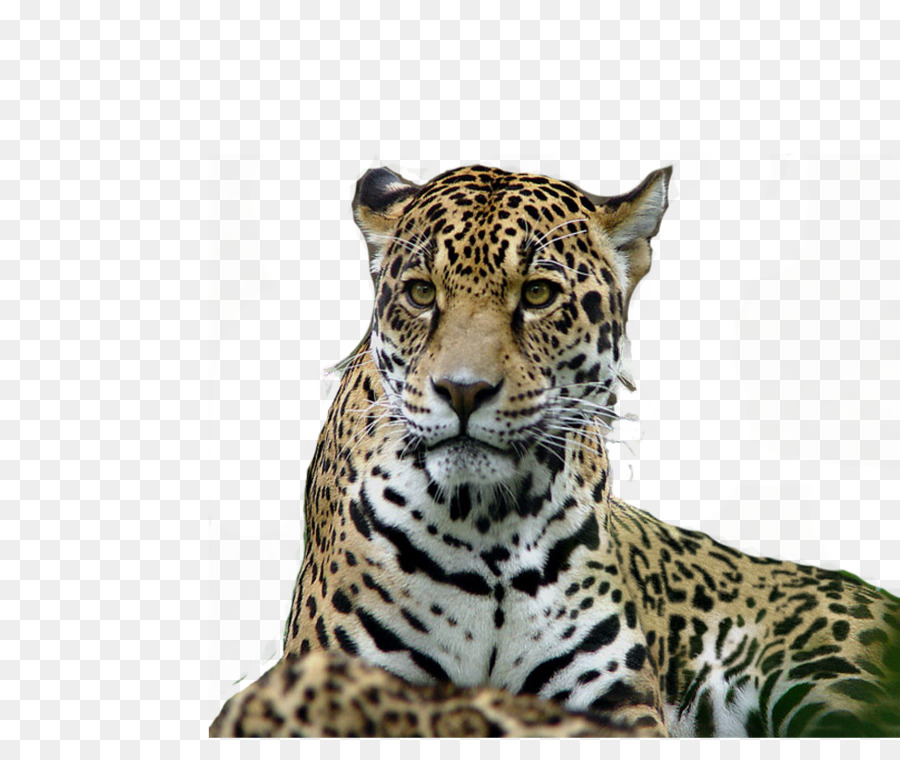 Leopard Tiger Jaguar Lion - tiger png download - 974*821 - Free Transparent Leopard png Download.