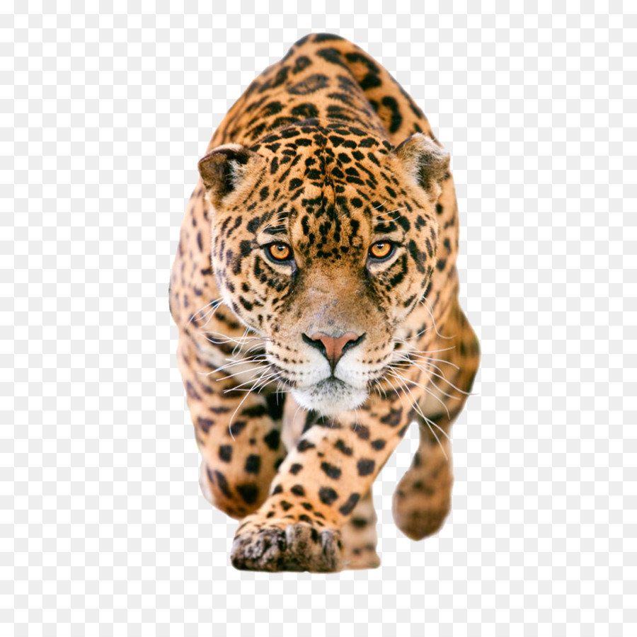 Jaguar Clip art - leopard png download - 2953*2953 - Free Transparent Jaguar png Download.