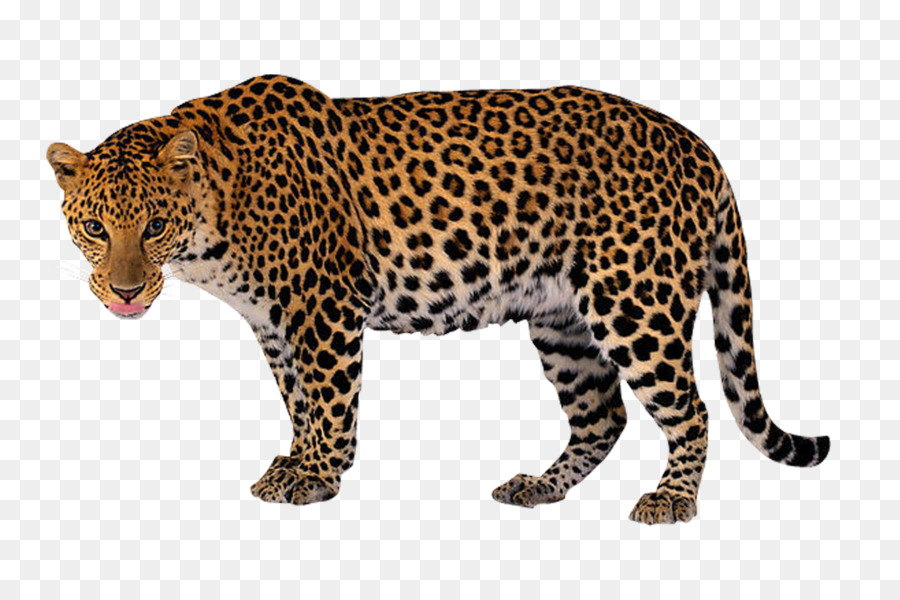 Leopard Clip art - Leopard png download - 3023*1963 - Free Transparent Leopard png Download.
