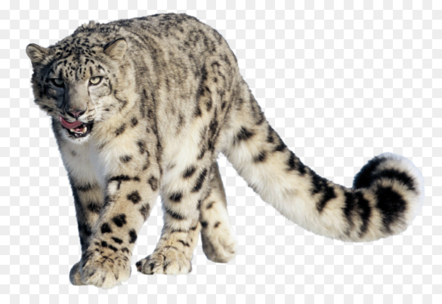 Snow leopard Clip art - leopard png download - 1000*685 - Free Transparent Leopard png Download.