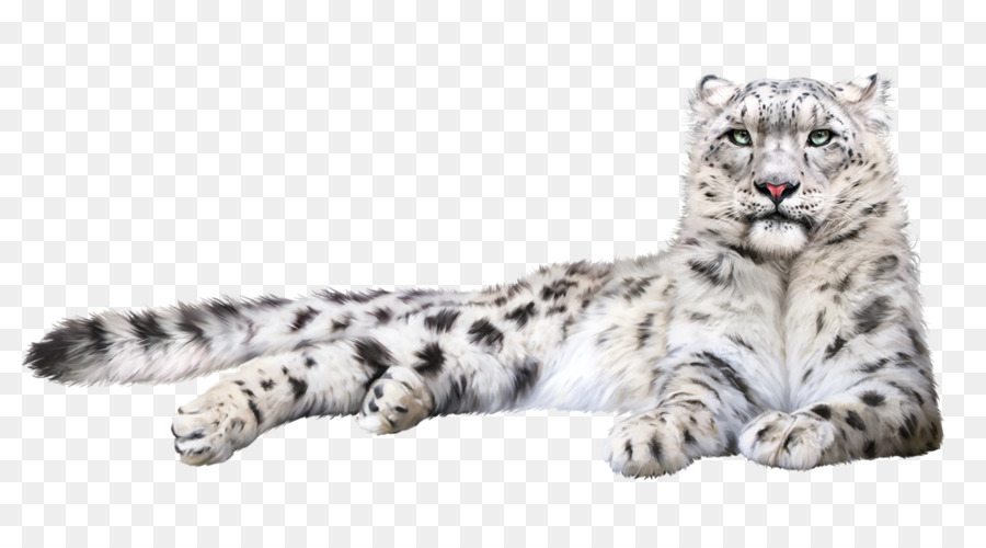 Snow leopard Felidae Cat Whiskers - leopard png download - 1280*699 - Free Transparent Snow Leopard png Download.