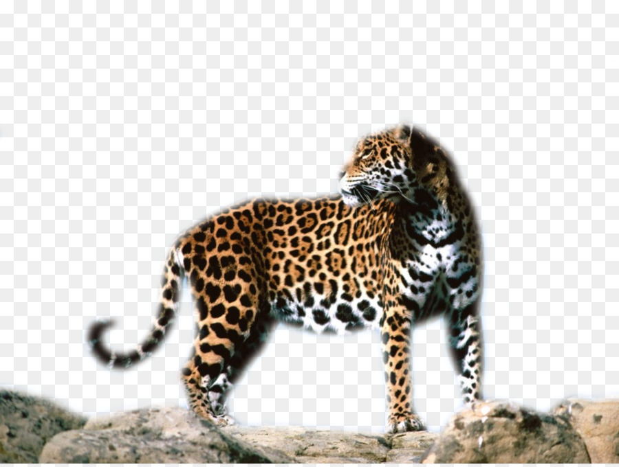 Leopard Jaguar Cheetah Tiger Ocelot - leopard png download - 1024*768 - Free Transparent Leopard png Download.