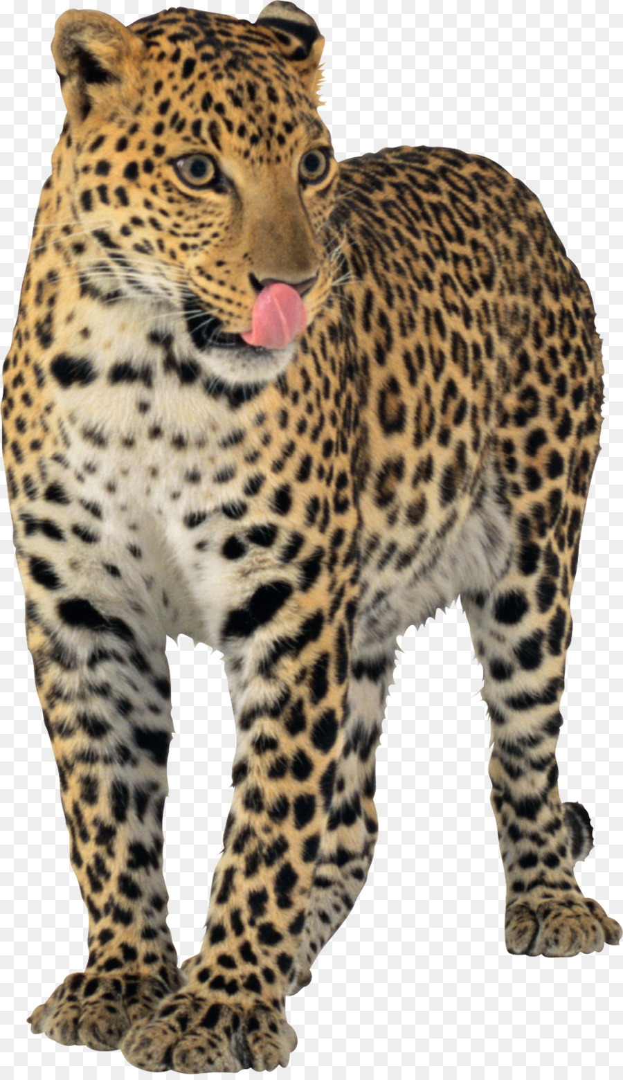 Leopard Jaguar Cheetah - leopard png download - 940*1621 - Free Transparent Leopard png Download.
