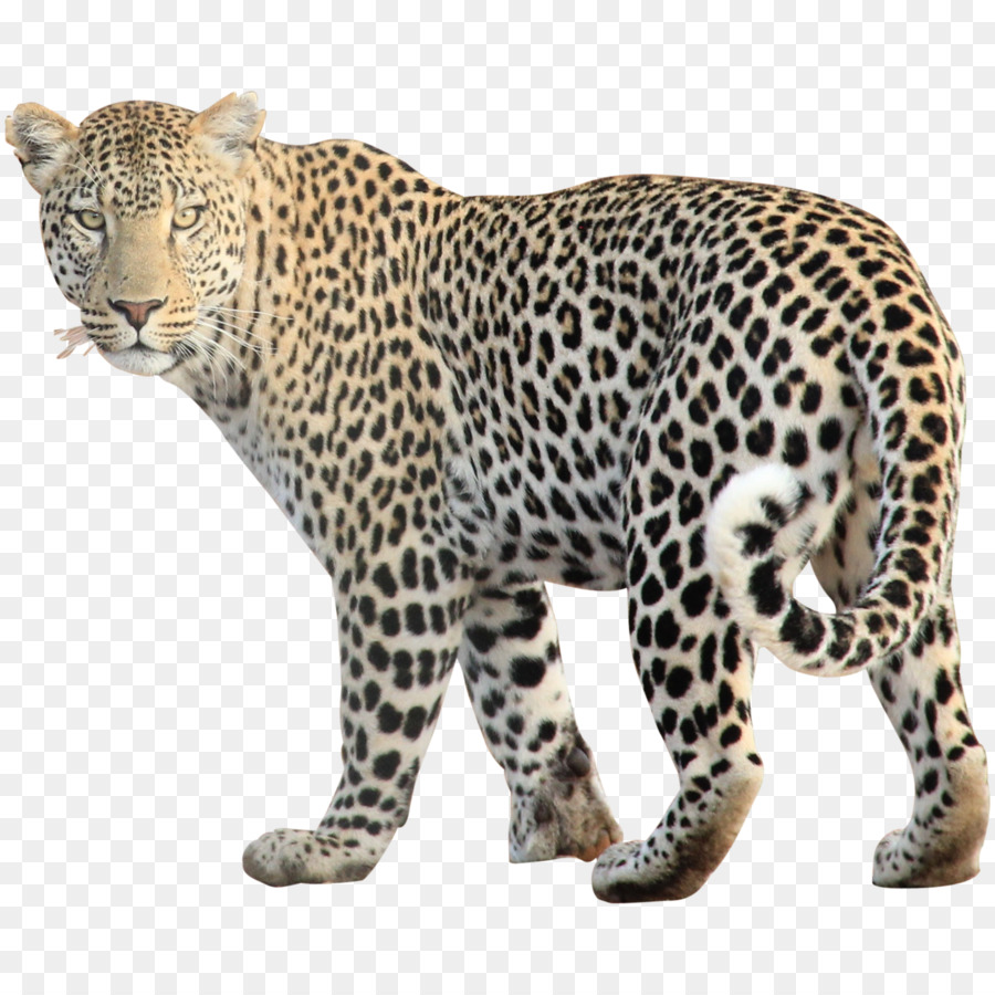 Leopard Computer Icons Clip art - leopard png download - 1650*1650 - Free Transparent Leopard png Download.