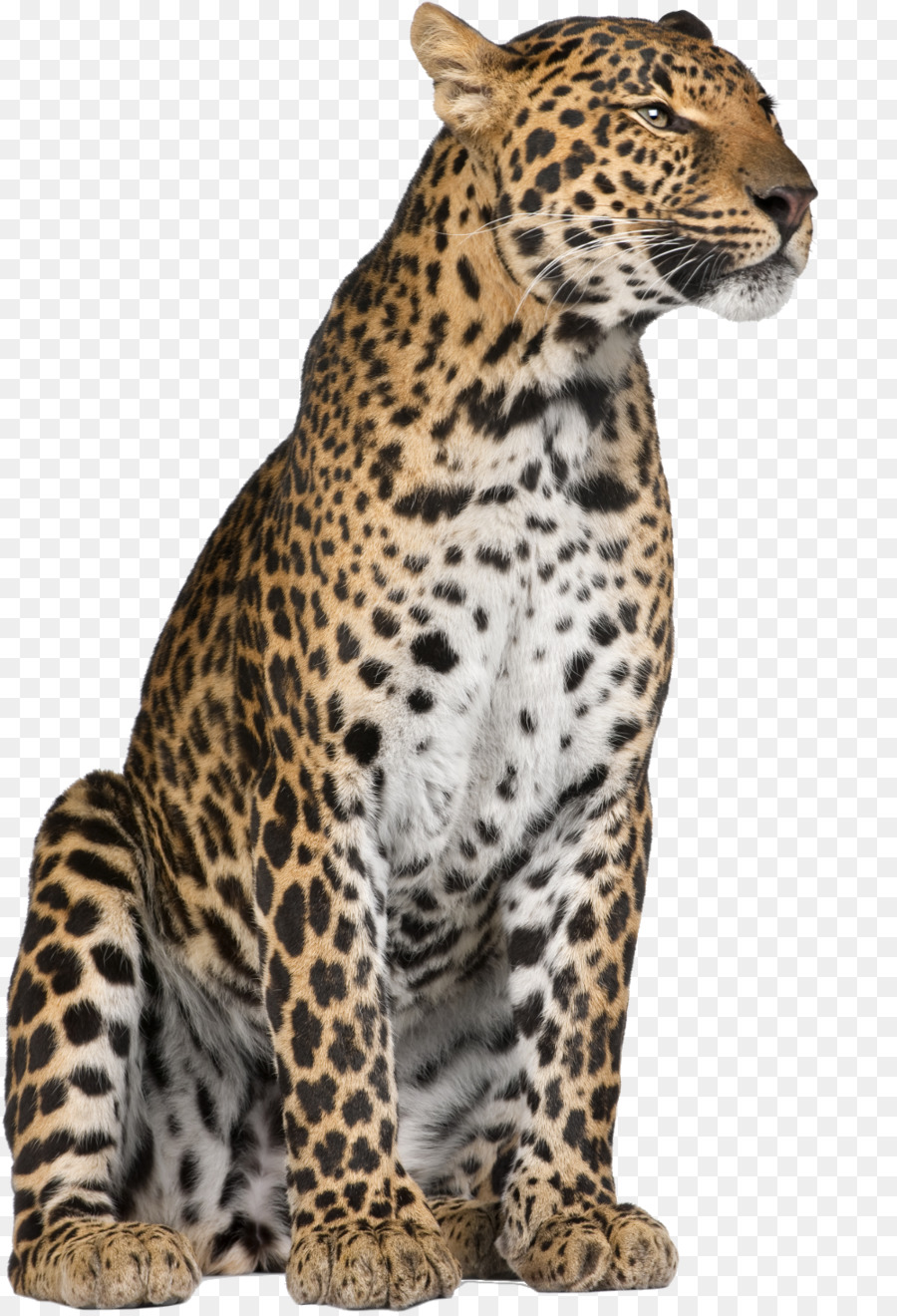 Leopard Jaguar Cheetah Felidae Whiskers - leopard png download - 1000*1464 - Free Transparent Leopard png Download.