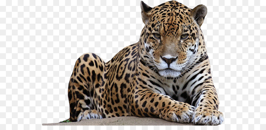 Leopard Lion Jaguar - Amur Leopard png download - 618*425 - Free Transparent Leopard png Download.
