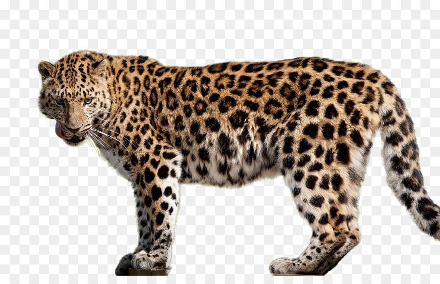 Amur leopard Felidae Amur River Cheetah African leopard - leopard png download - 2560*1600 - Free Transparent Amur Leopard png Download.