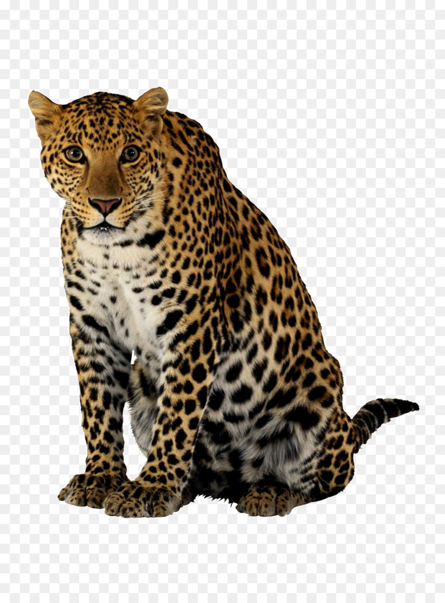 Leopard Cheetah Lion - Cheetah image png download - 1127*1524 - Free Transparent Leopard png Download.