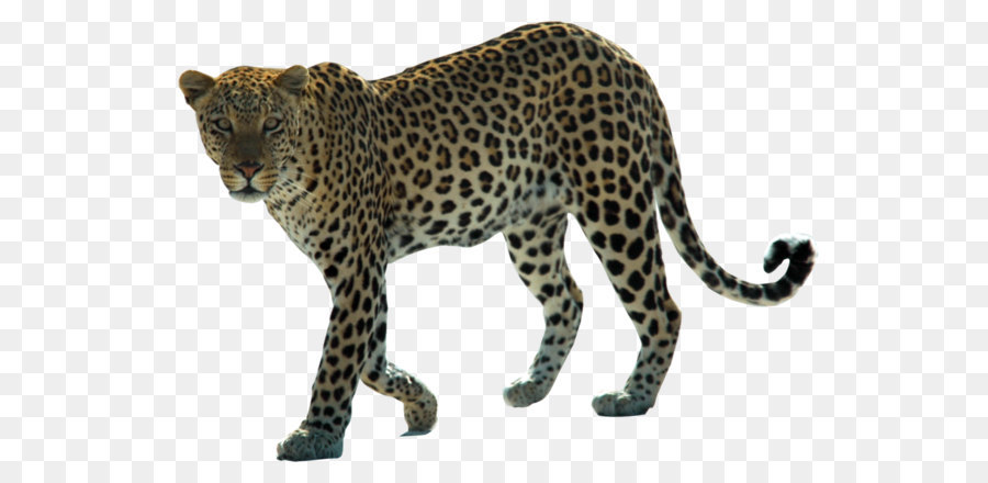 Snow leopard Arabian leopard African leopard Felidae - Leopard Png Hd png download - 1024*681 - Free Transparent Arabian Leopard png Download.