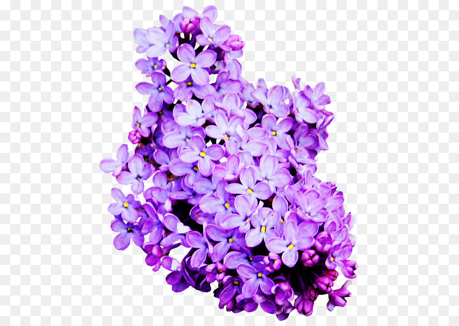 Lavender Cut flowers Lilac - flower png download - 531*640 - Free Transparent Lavender png Download.