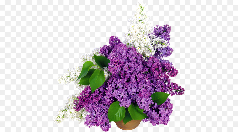Flowerpot Cut flowers Lilac - flower png download - 500*500 - Free Transparent Flower png Download.