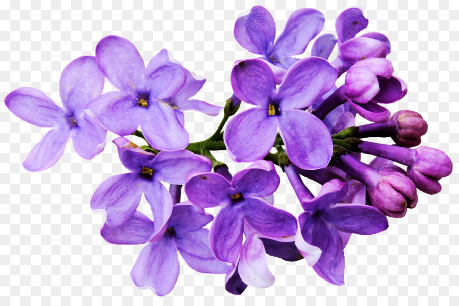 Free Lilac Flower Transparent, Download Free Lilac Flower Transparent