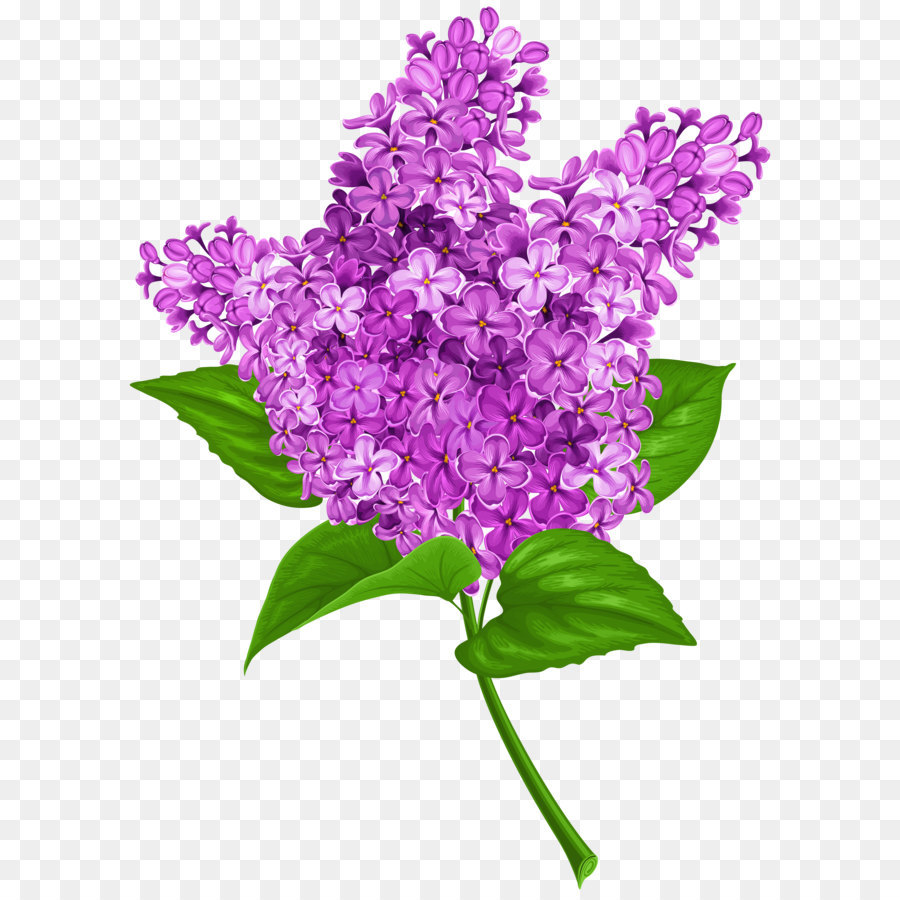Lilac Clip art - Lilac PNG Transparent Clip Art Image png download - 3628*5000 - Free Transparent Lilac png Download.