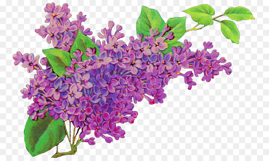 Common lilac Flower Purple Lavender - lilac flower png download - 825*529 - Free Transparent Common Lilac png Download.