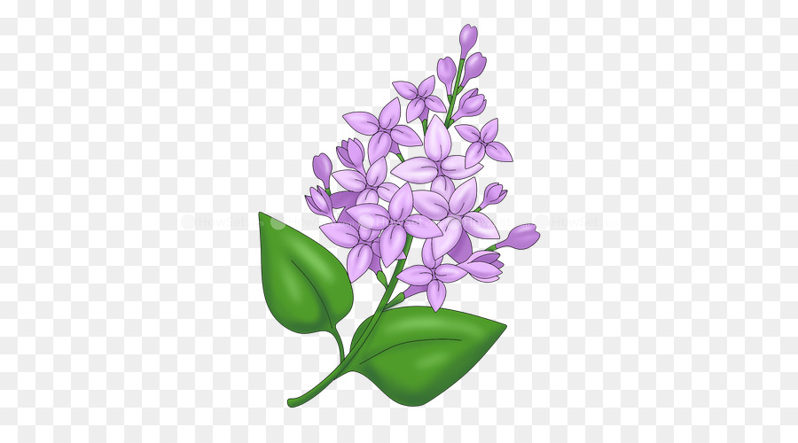 Drawing Caricature Lilac Lavender - lilac flower png download - 500*500 - Free Transparent Drawing png Download.
