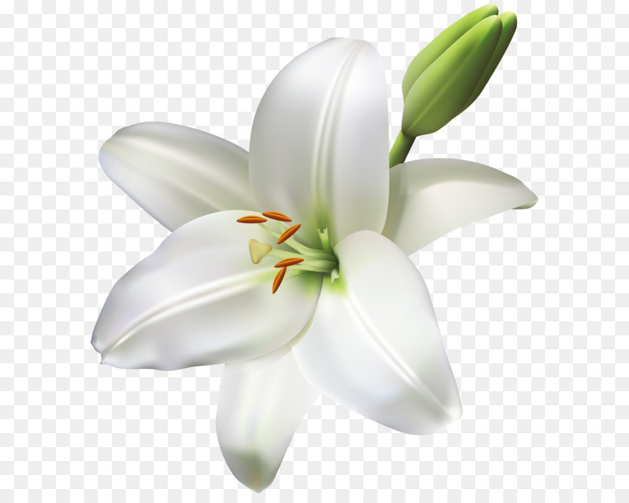 Industry Service Floristry Product Manufacturing - Lily Flower Transparent PNG Clip Art Image png download - 7318*8000 - Free Transparent Flower png Download.
