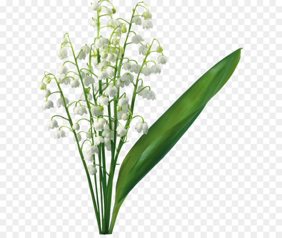 Lily of the valley Flower Lilium Clip art - Transparent Lily Of The Valley png download - 880*1015 - Free Transparent Easter Lily png Download.